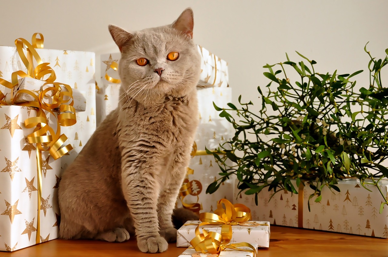 Image - cat christmas gifts