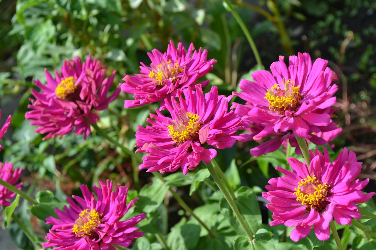 Image - flower garden autumn