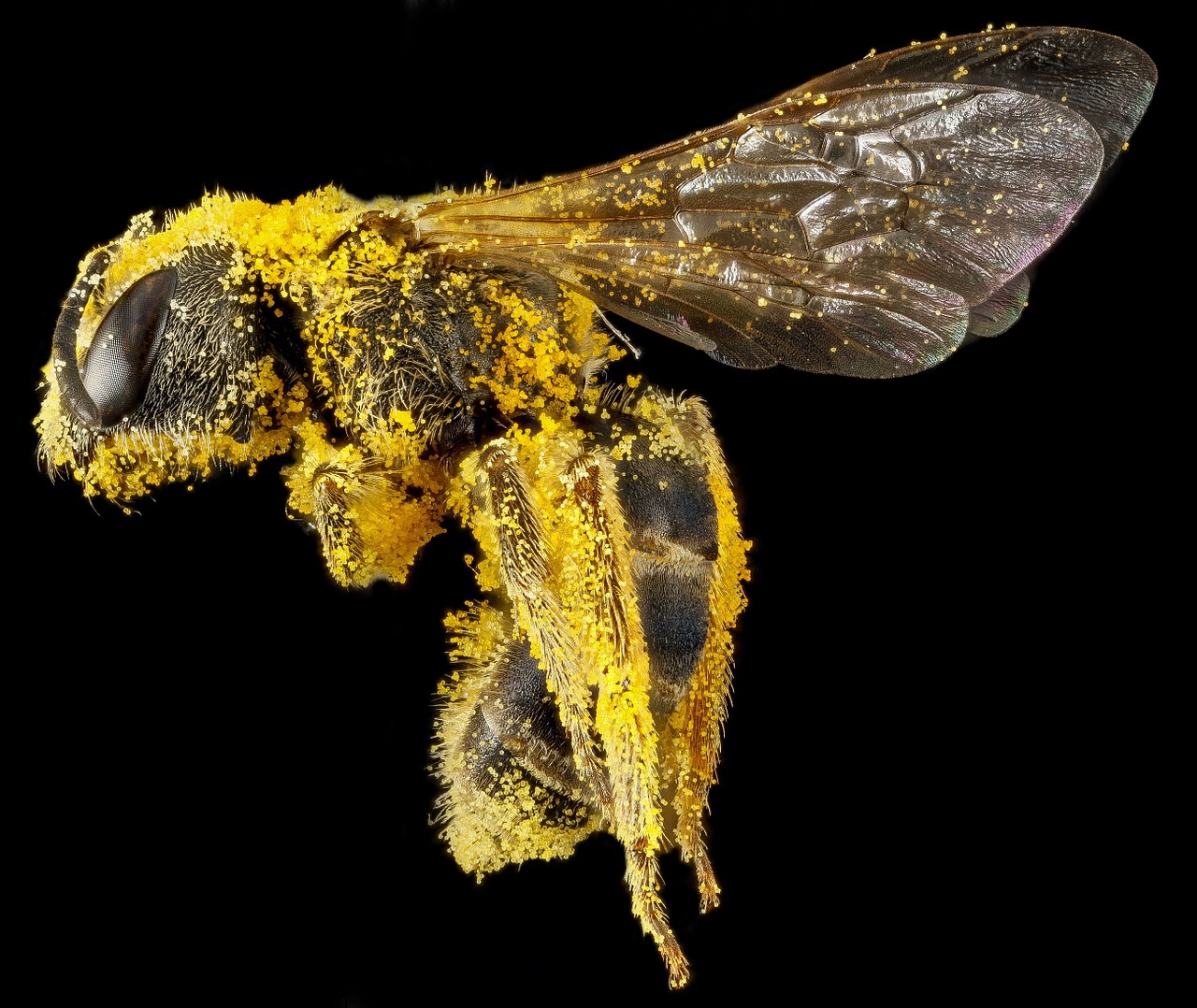 Image - sweat bee pollen macro insect