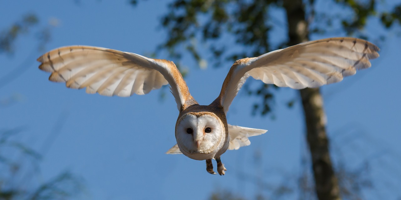 Image - barn owl bird owl nature wildlife