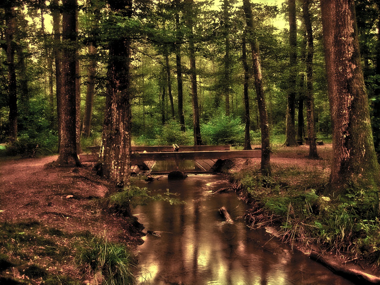 Image - forest tree bach water running