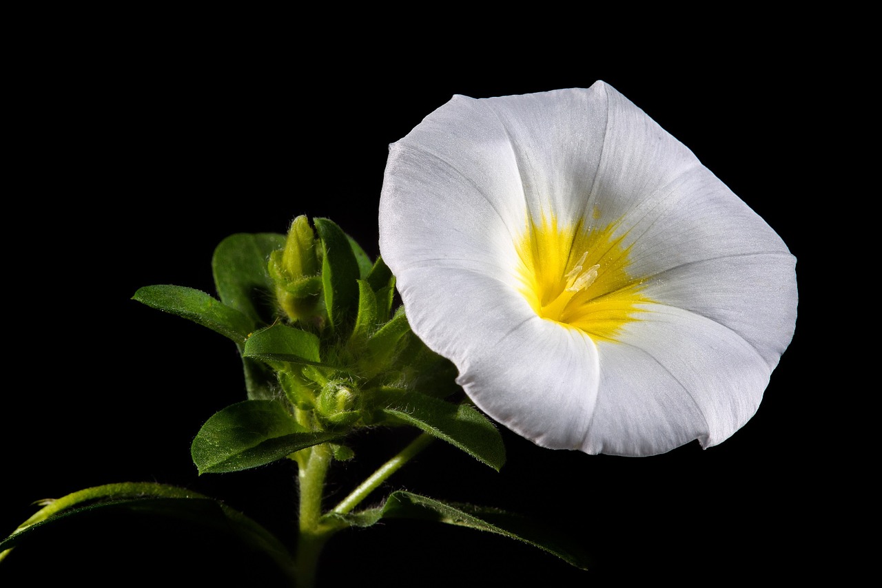 Image - morning glory flower bloom blossom