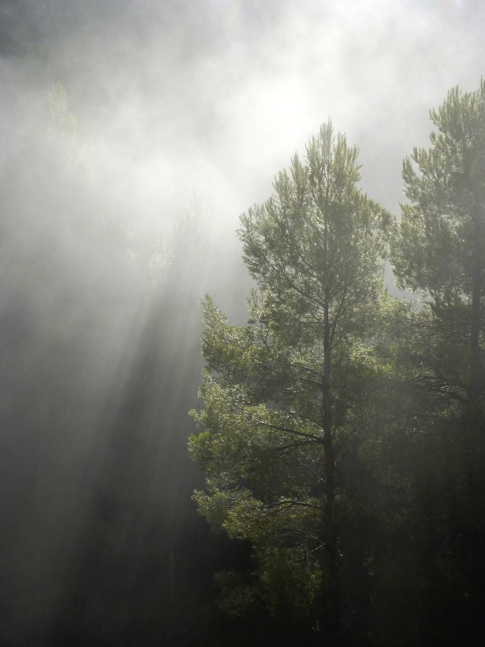 Image - forest fog ray of sunshine