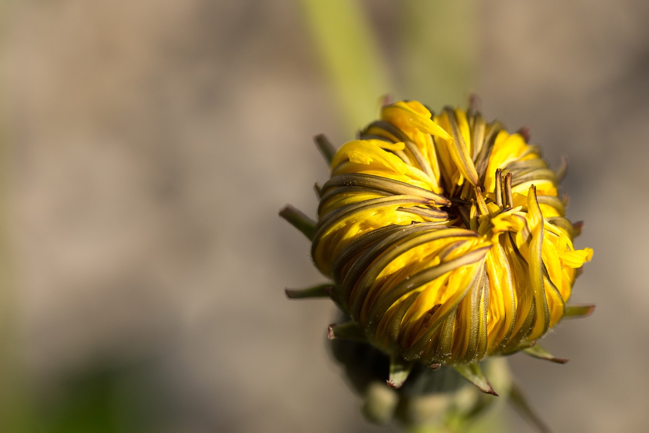 Image - dandelion yellow orange flowers