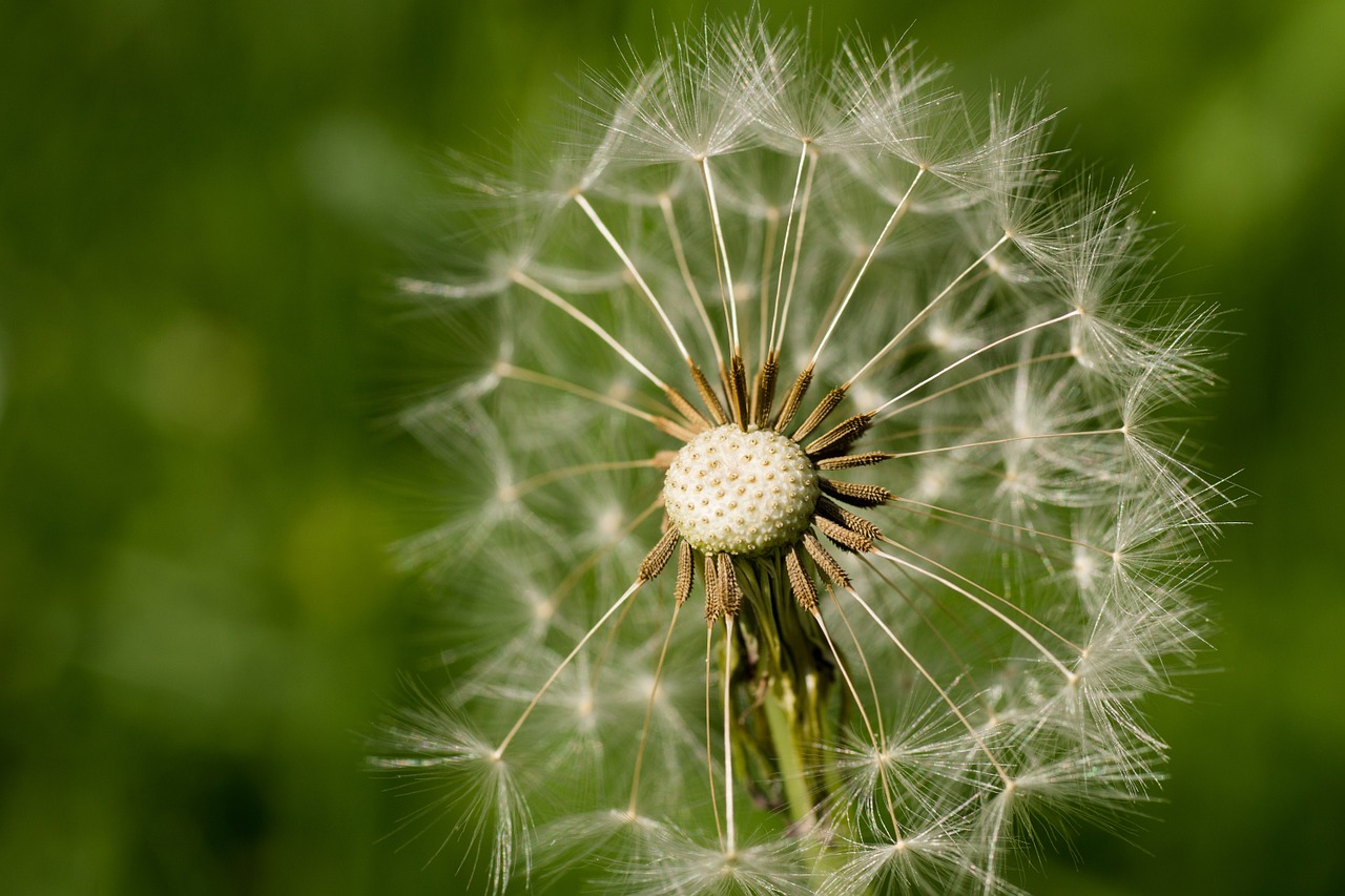 Image - dandelion seeds blossom bloom