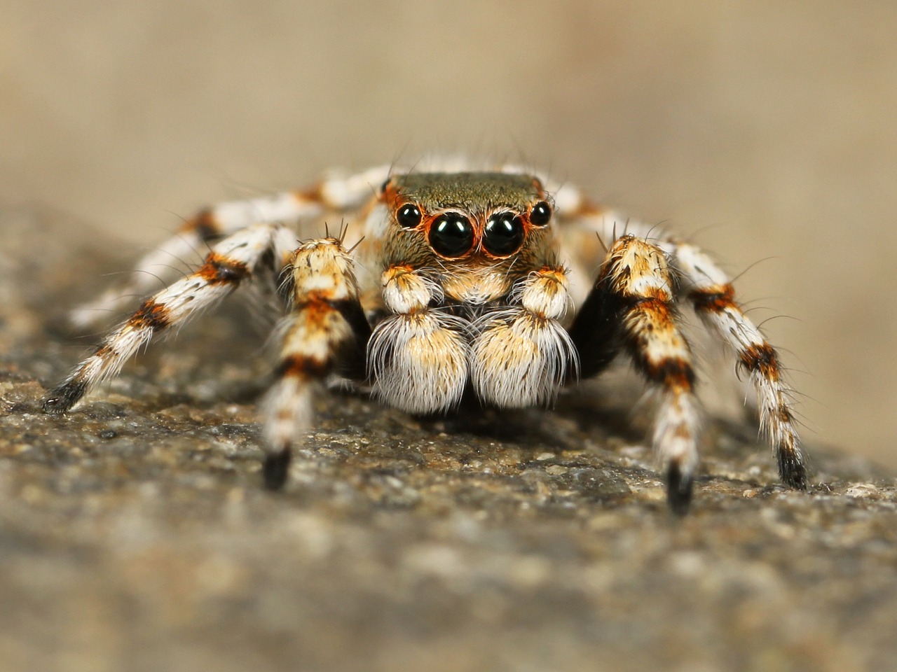 Image - jumping spider tarantula bird spider