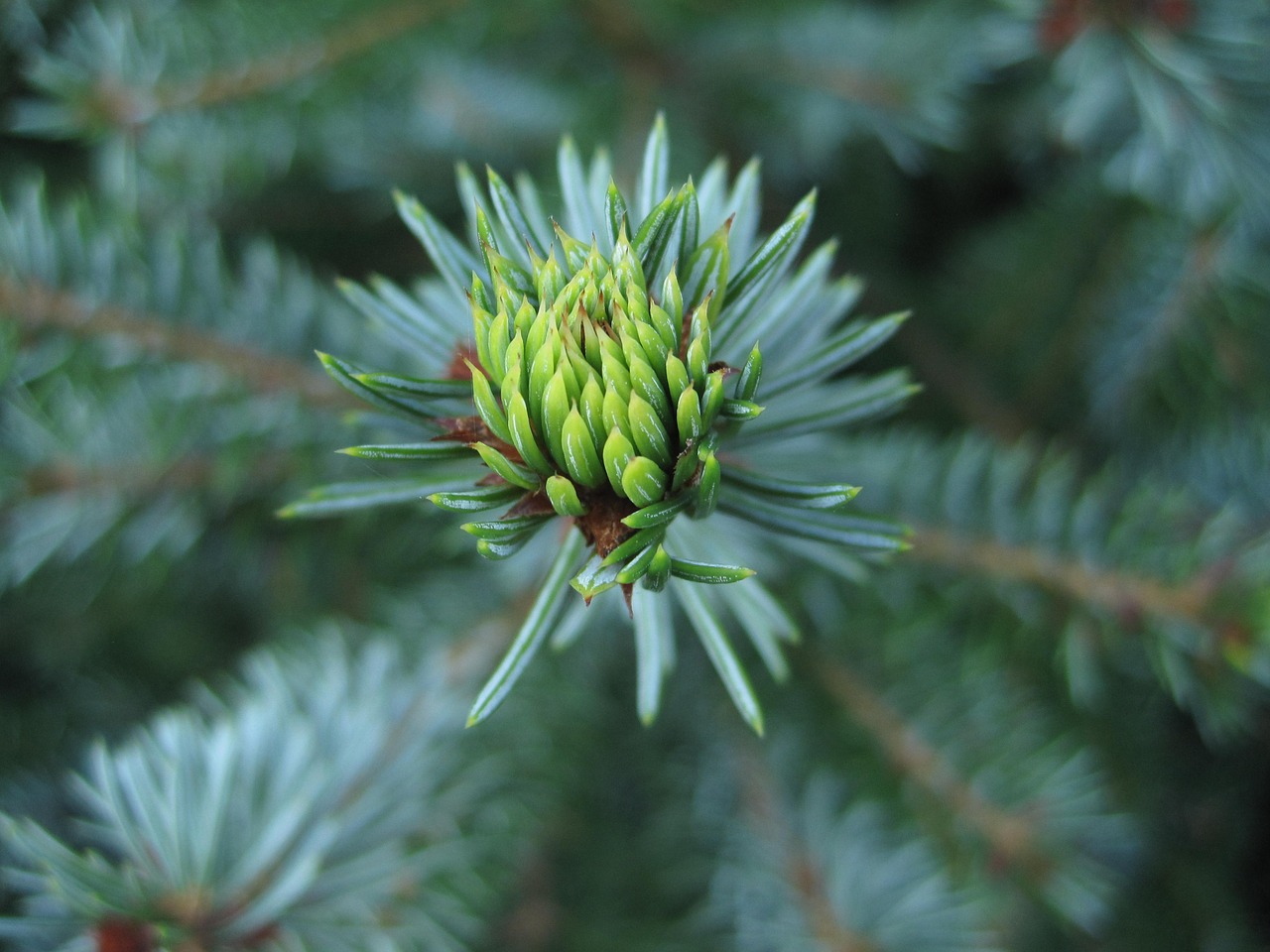 Image - fir drove green fir pine needles