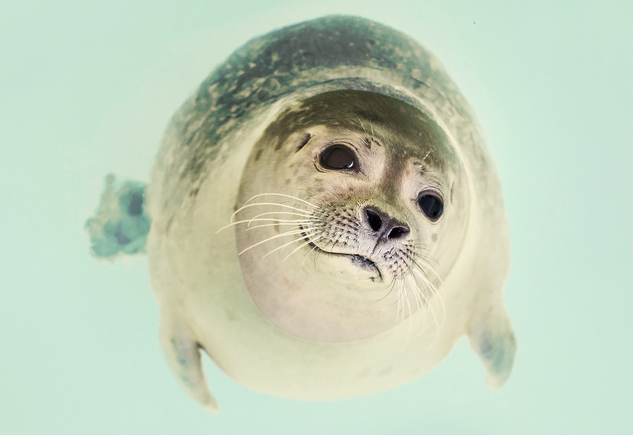 Image - seal mammal cute marine life