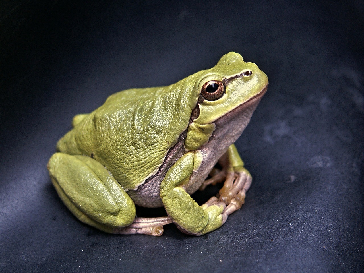 Image - frog macro amphibian green