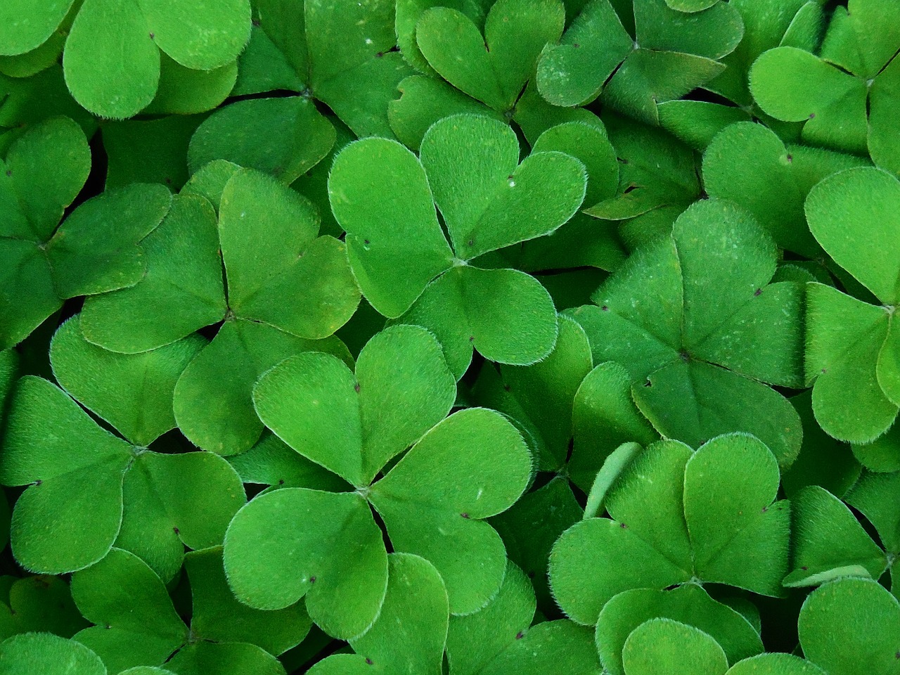 Image - background shamrock plant clover