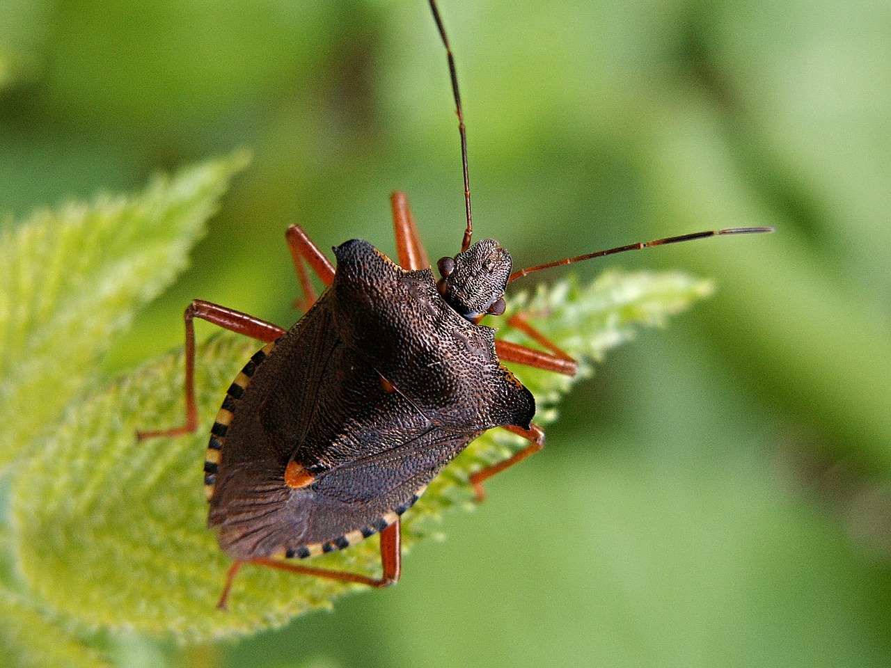 Image - bug sheet insect brown macro