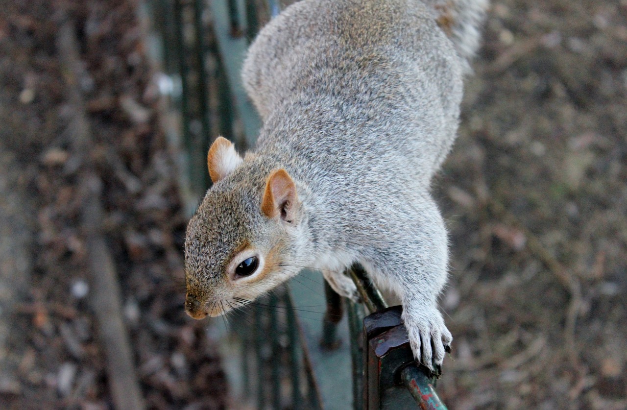 Image - squirrel squirrels wildlife animals