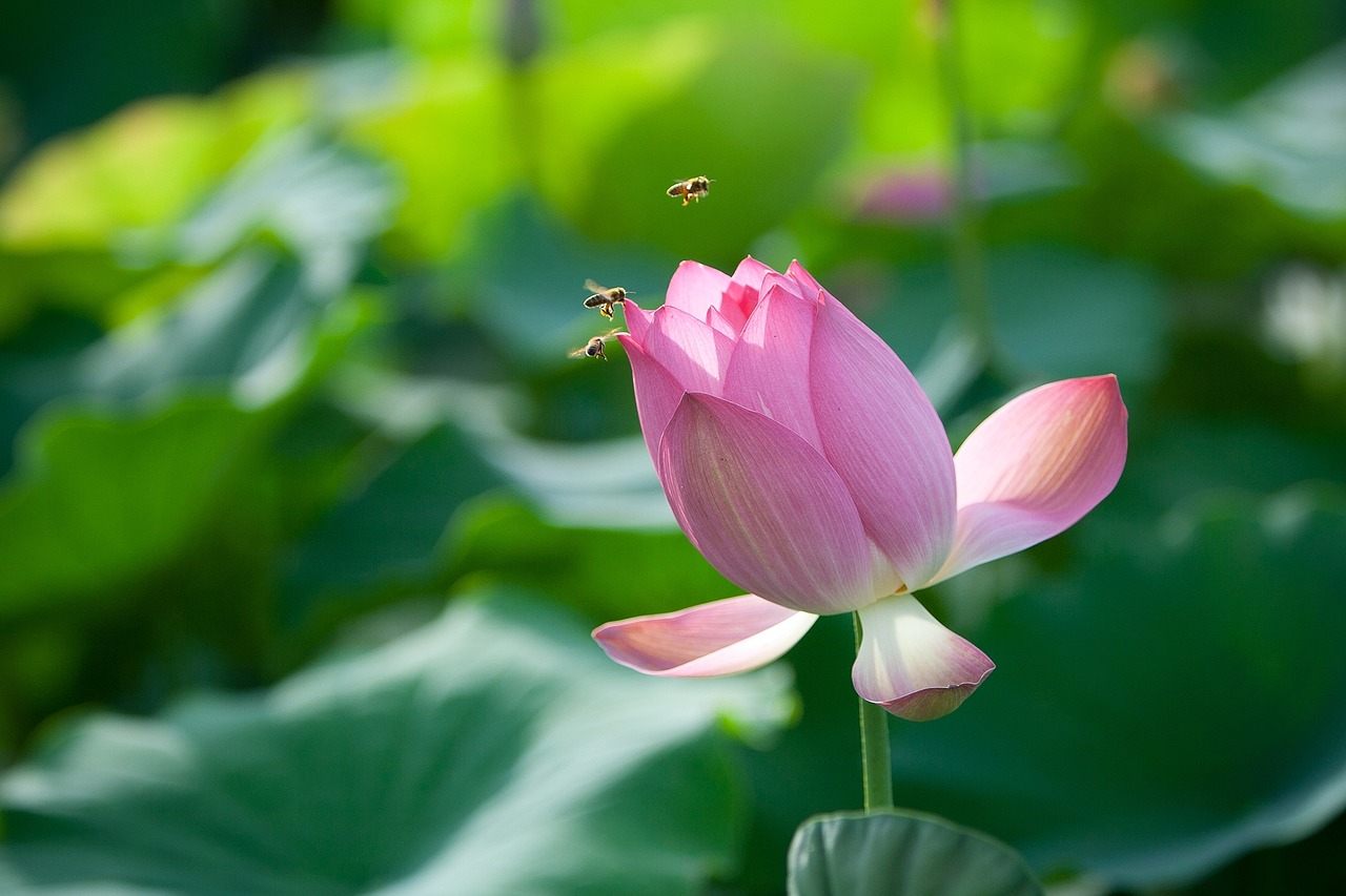 Image - flowers lotus bee nail nature