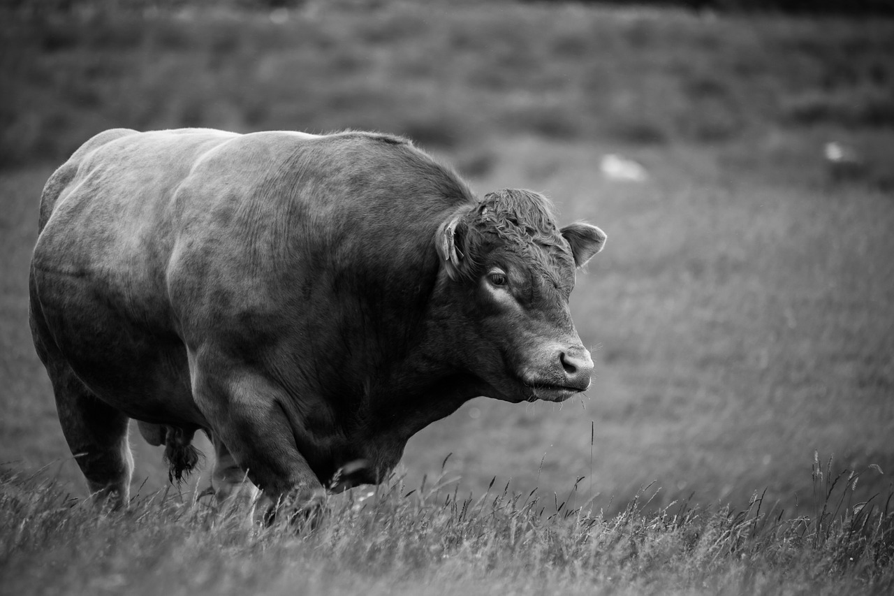 Image - bull farm cattle agriculture
