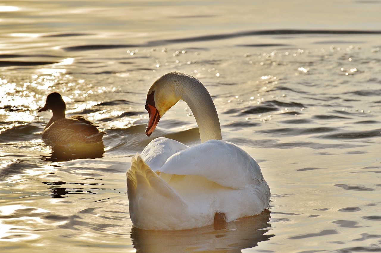 Image - swan duck water lake constance