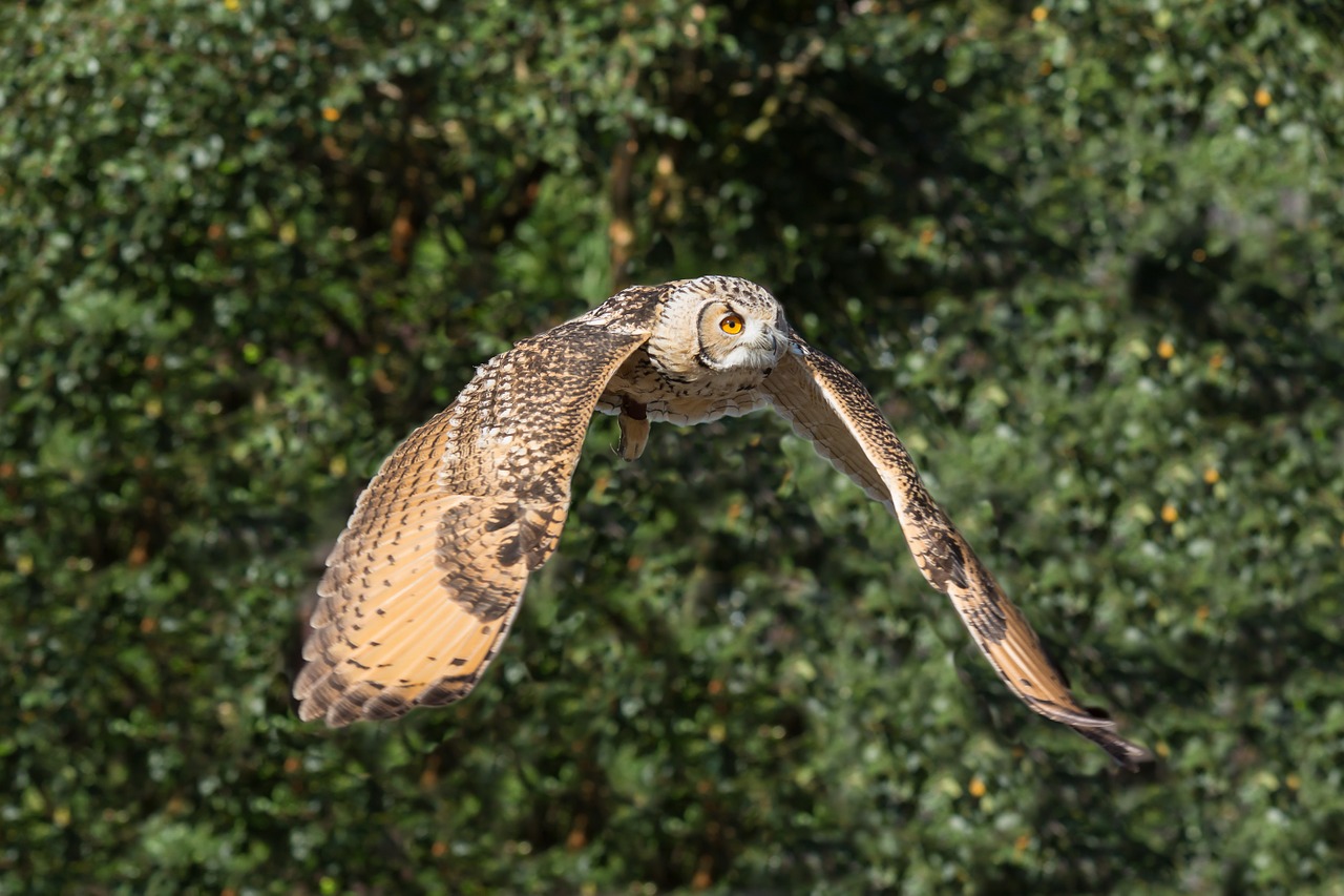 Image - owl prey bird nature wildlife