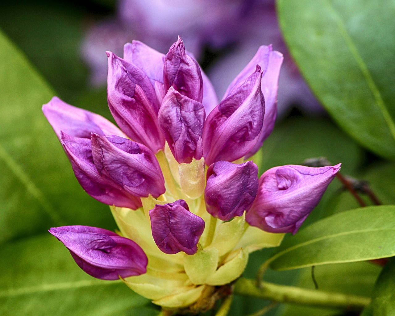 Image - rhododendron purple buds flowers