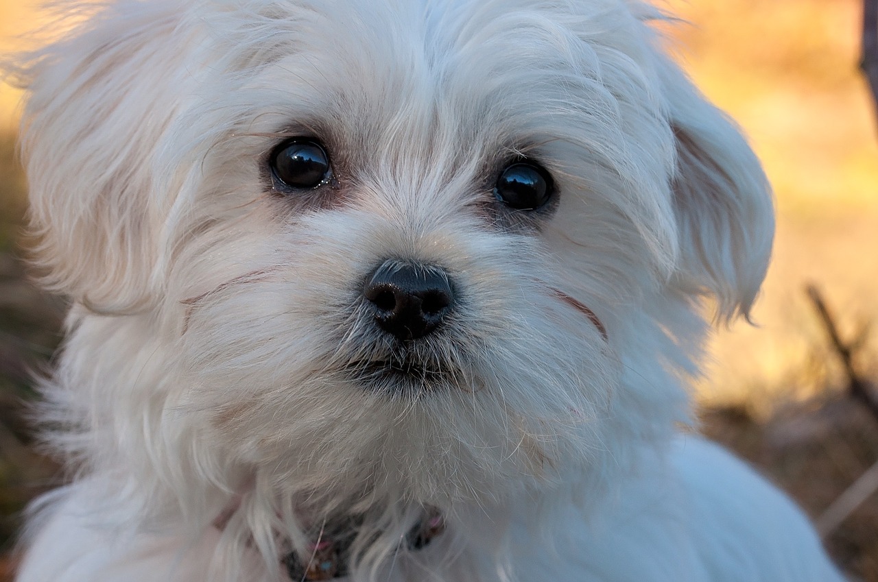 Image - dog puppy young dog maltese white
