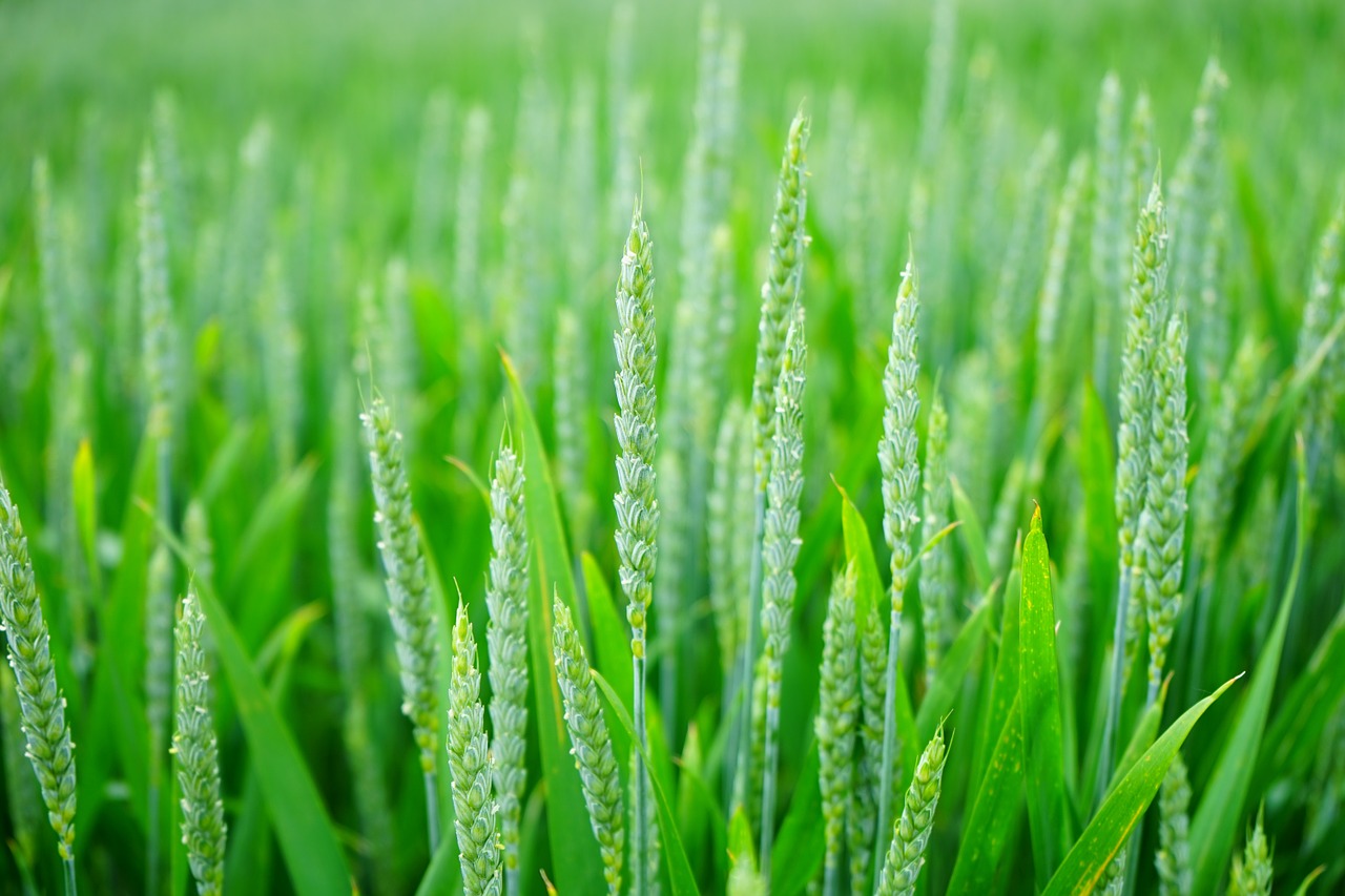 Image - wheat wheat spike wheat field