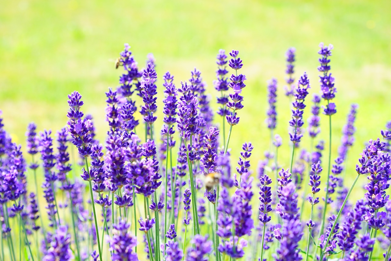Image - lavender flowers purple wild plant