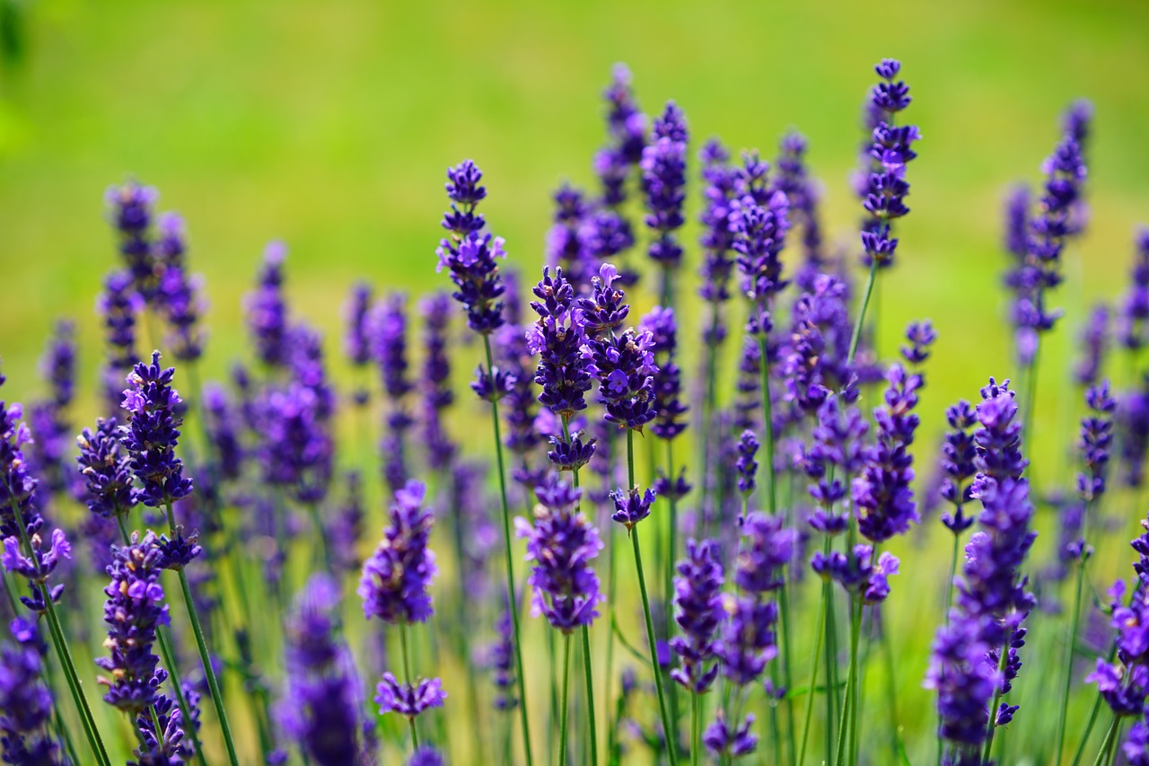 Image - lavender flowers purple wild plant