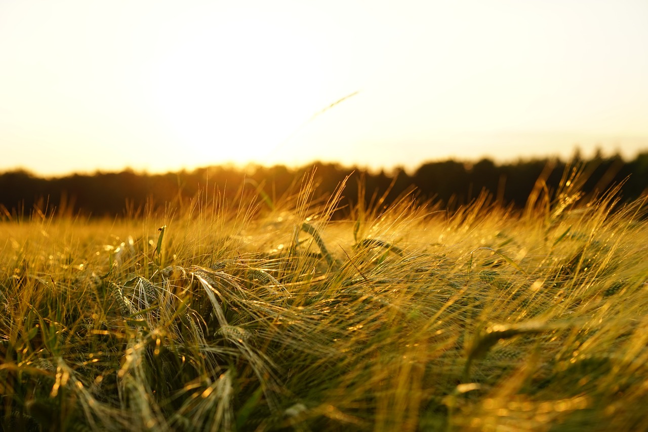 Image - barley field spike grain cereals