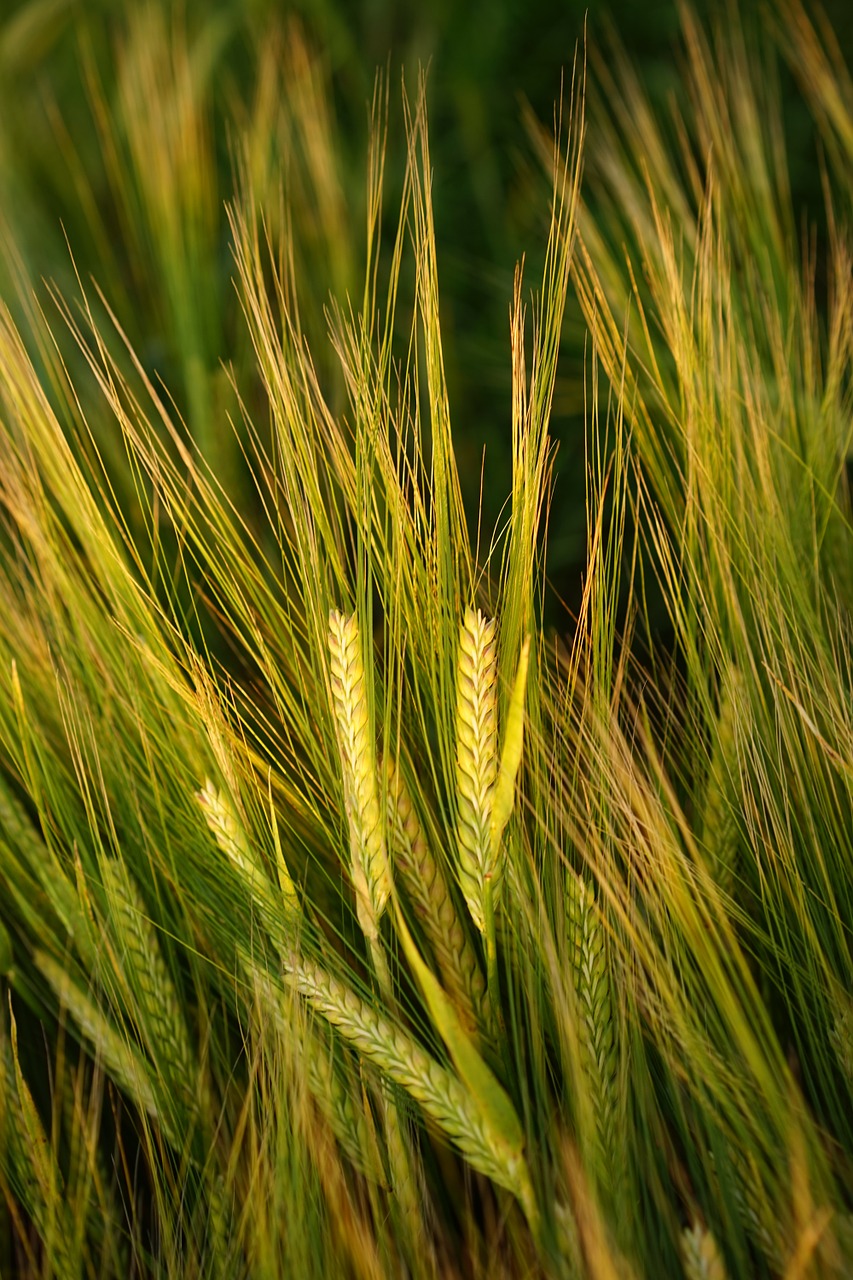 Image - barley field spike grain cereals