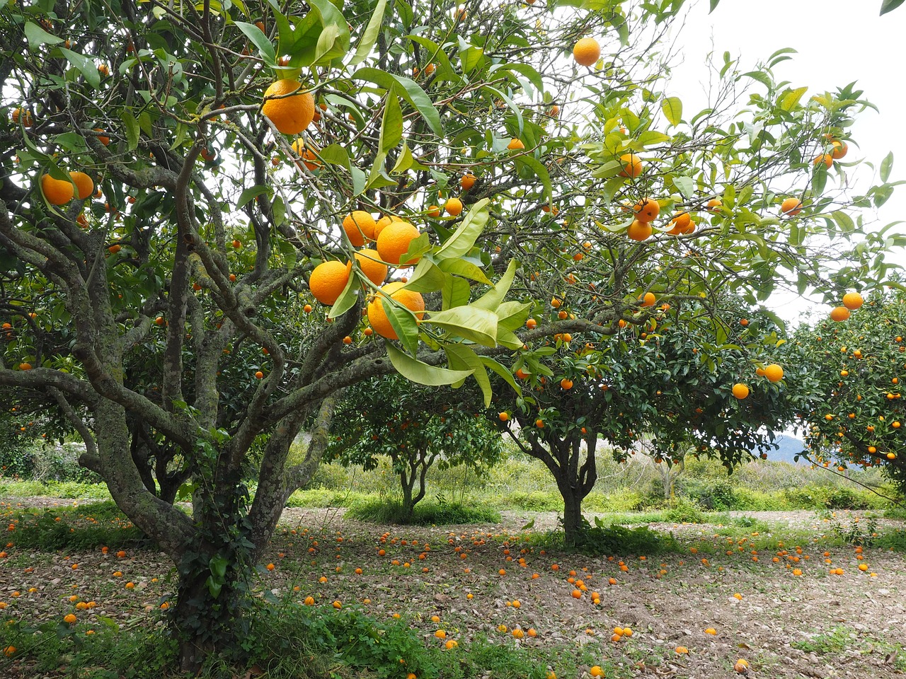 Image - orange tree orange grove plantation