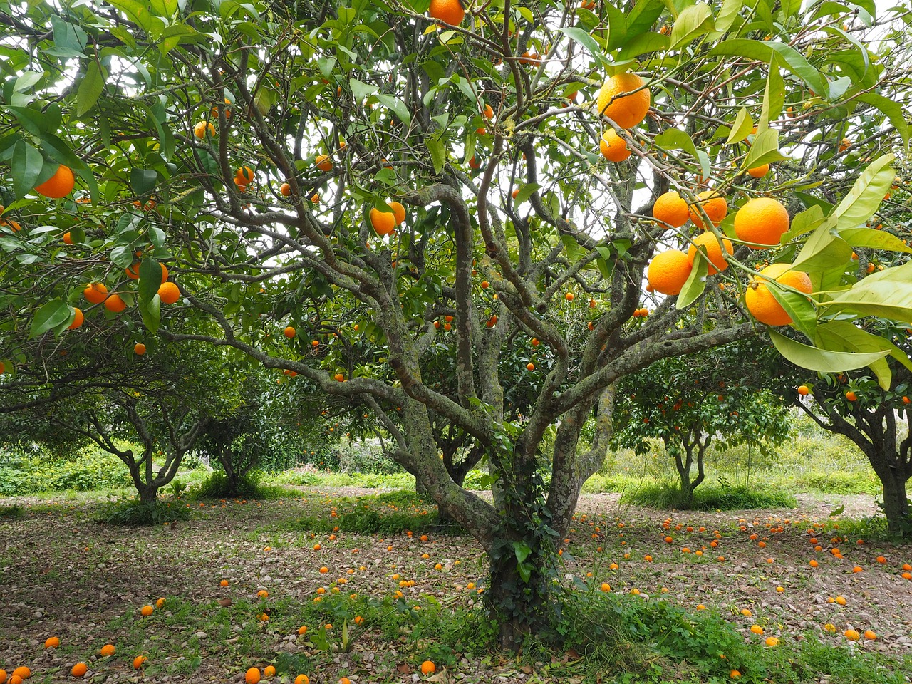 Image - orange tree orange grove plantation