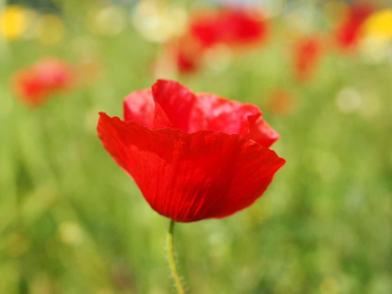 Image - klatschmohn poppy flower poppy