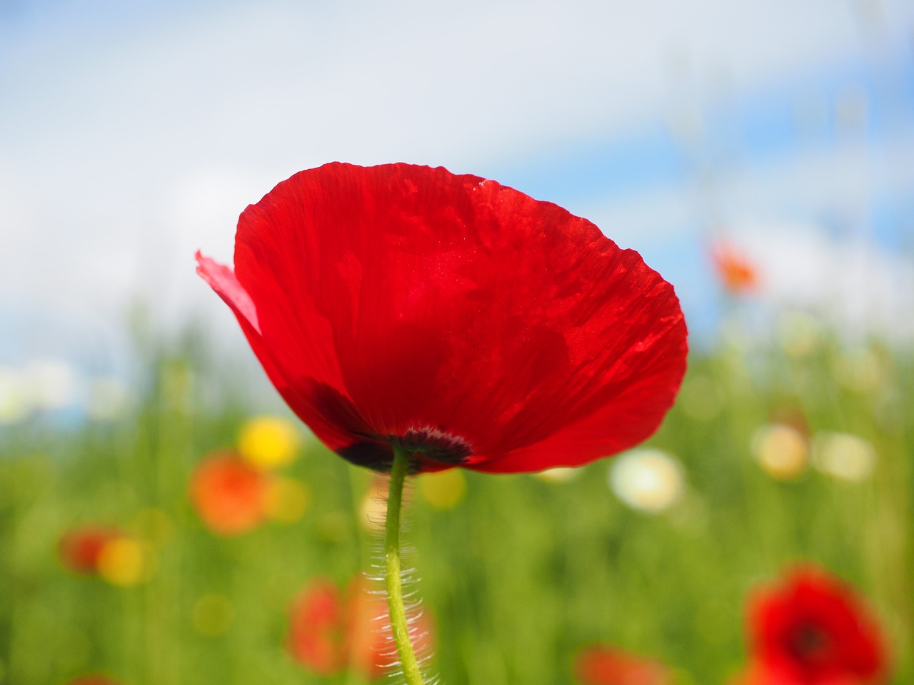 Image - klatschmohn poppy flower poppy