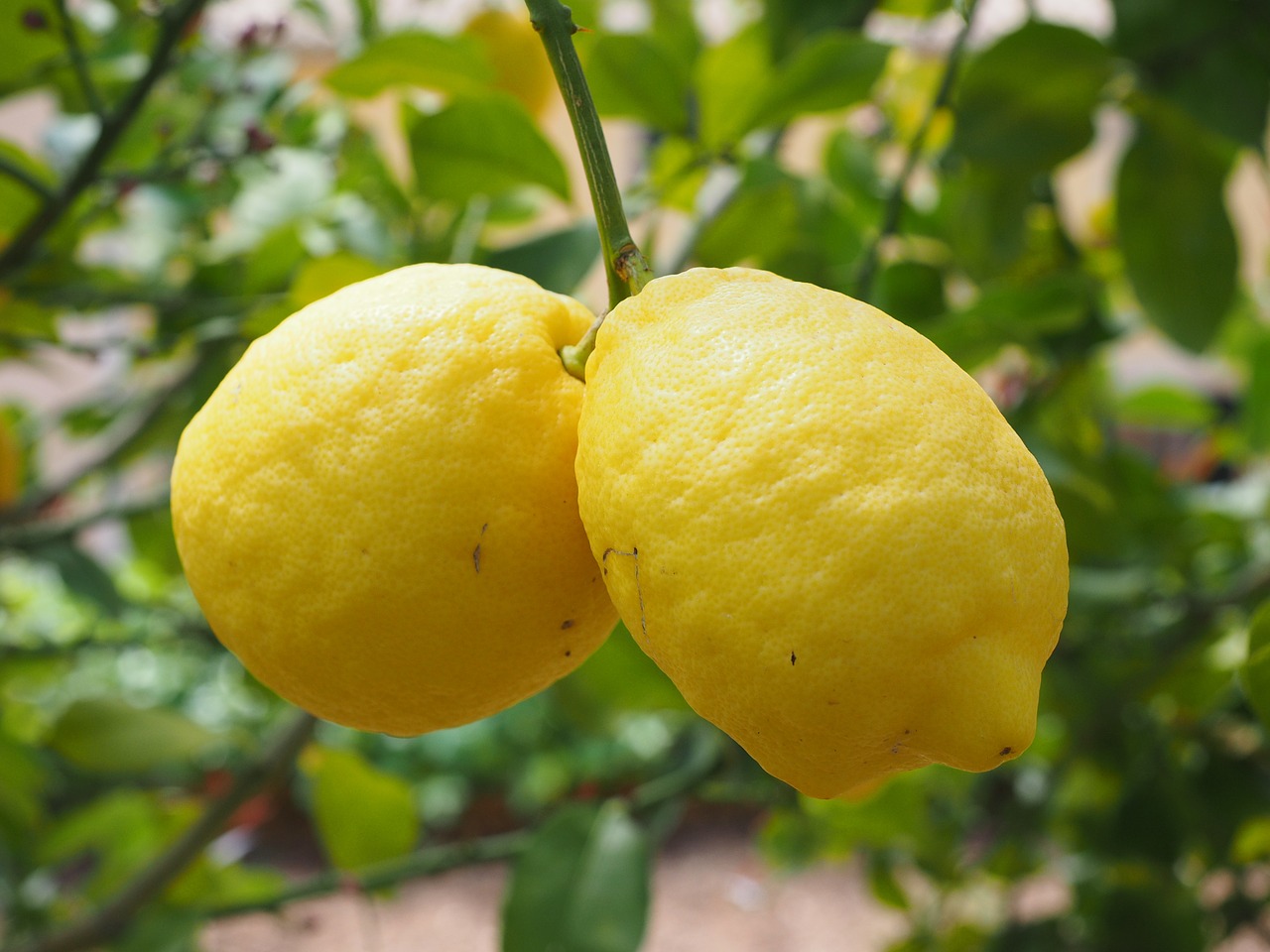 Image - lemon limone lemon tree