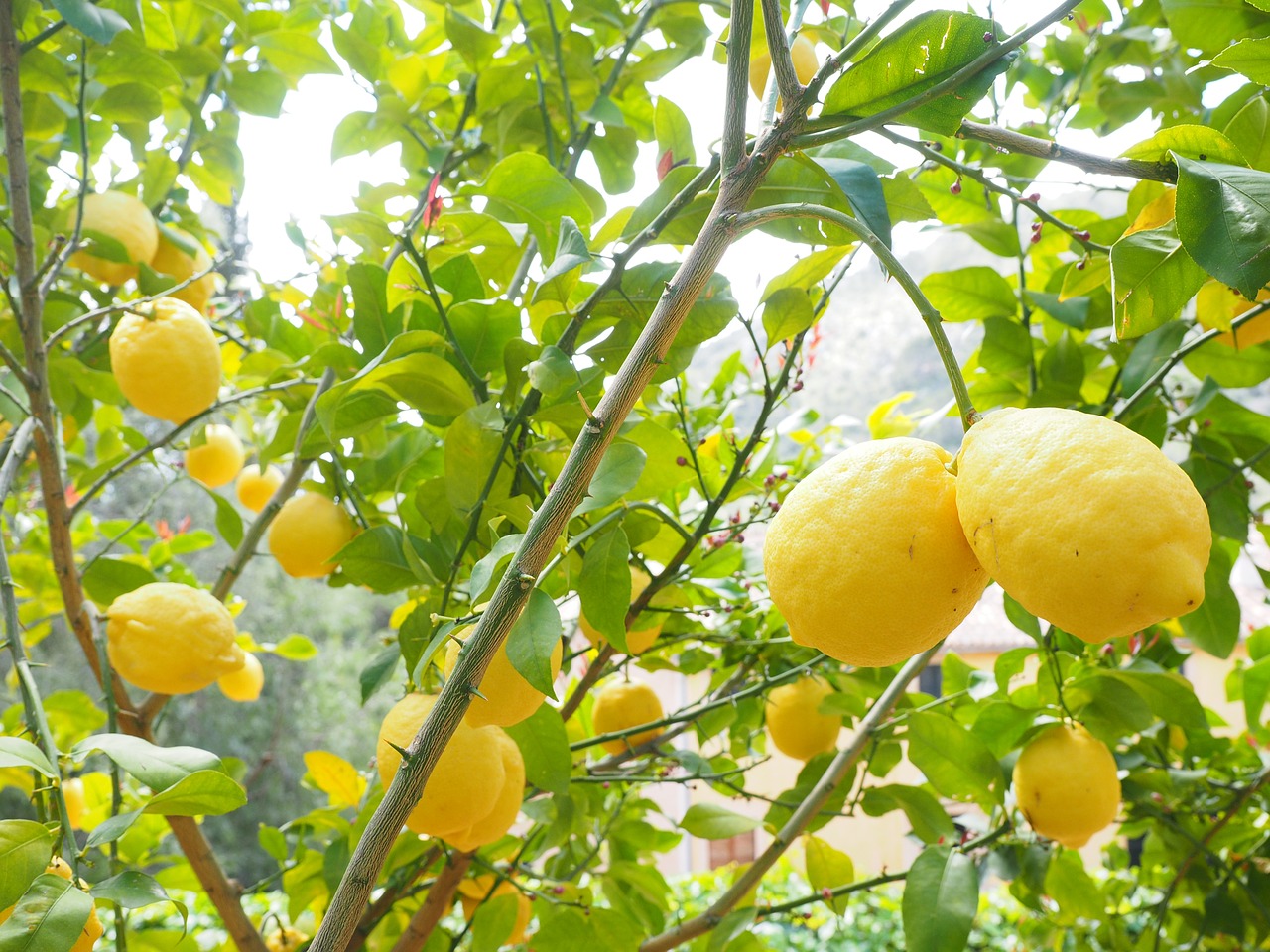 Image - lemon limone lemon tree