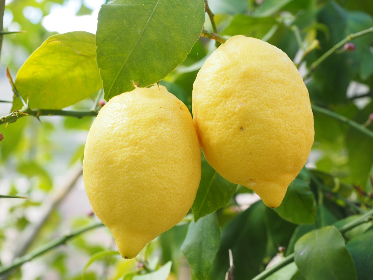 Image - lemon limone lemon tree