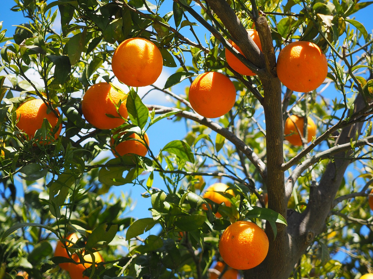 Image - oranges fruits orange tree