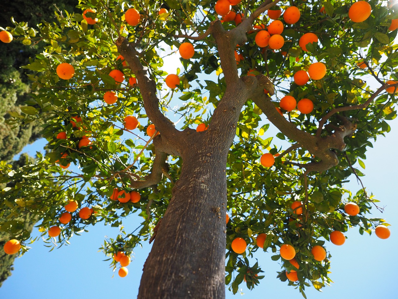 Image - oranges log tribe orange tree trunk