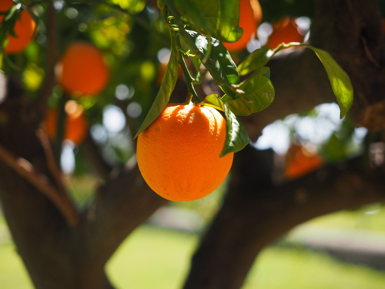 Image - orange log tribe orange tree trunk