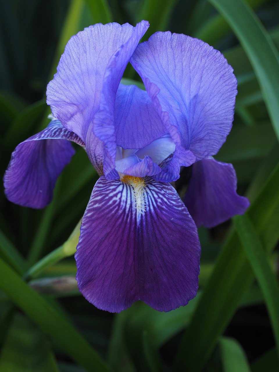 Image - iris lily flower blossom bloom