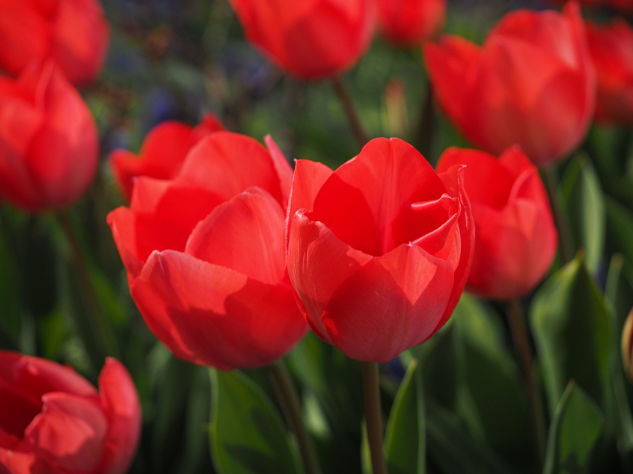 Image - tulips red flowers spring close