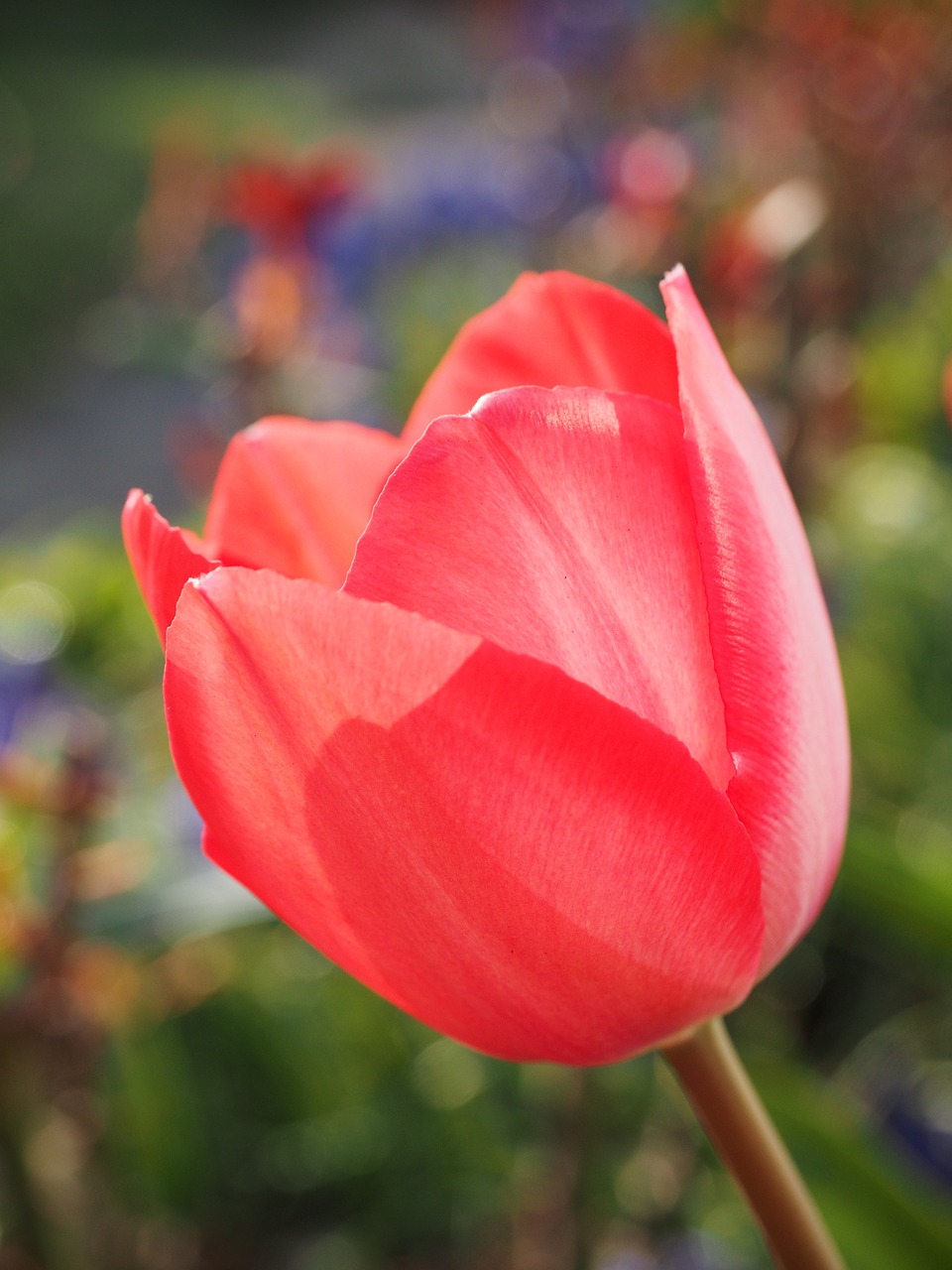 Image - tulip red flower spring close