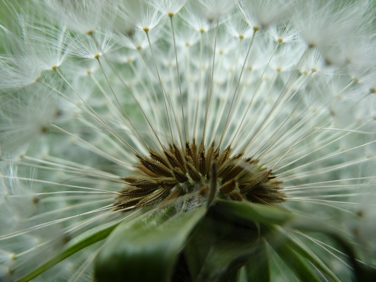 Image - dandelion garden summer spring