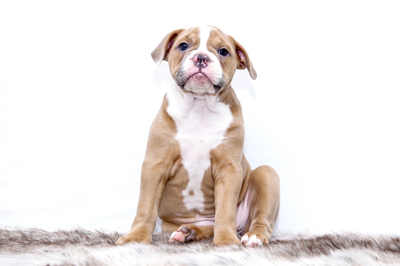 Image - puppy bulldog dog sweet pet