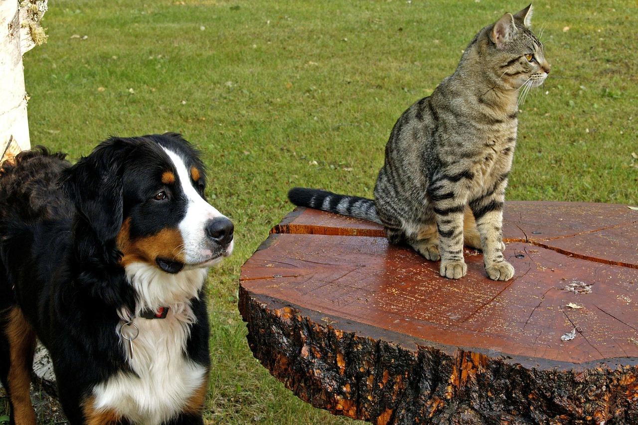 Image - bernese mountain dog canine tabby