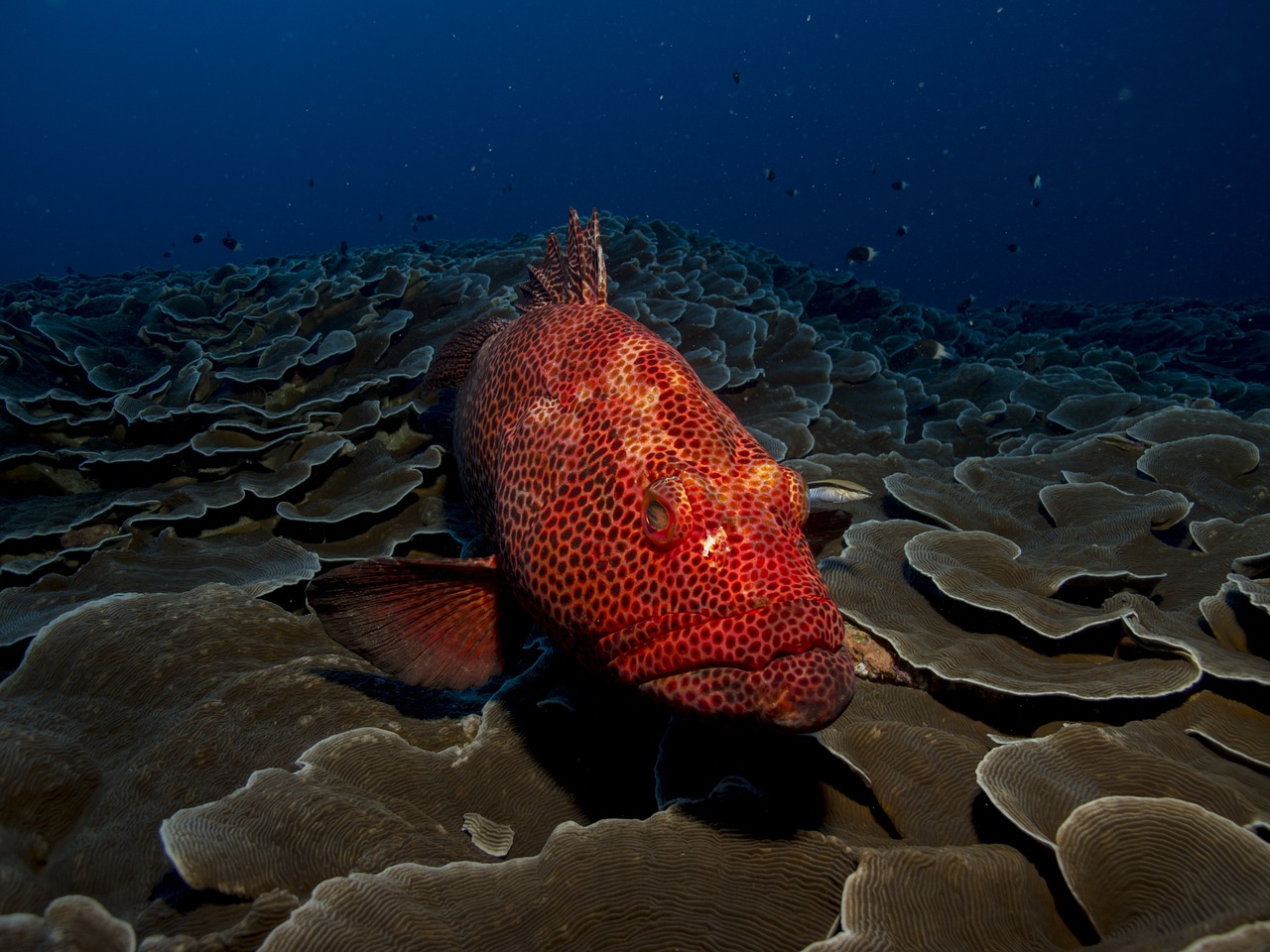 Image - fish grouper red sea water animal
