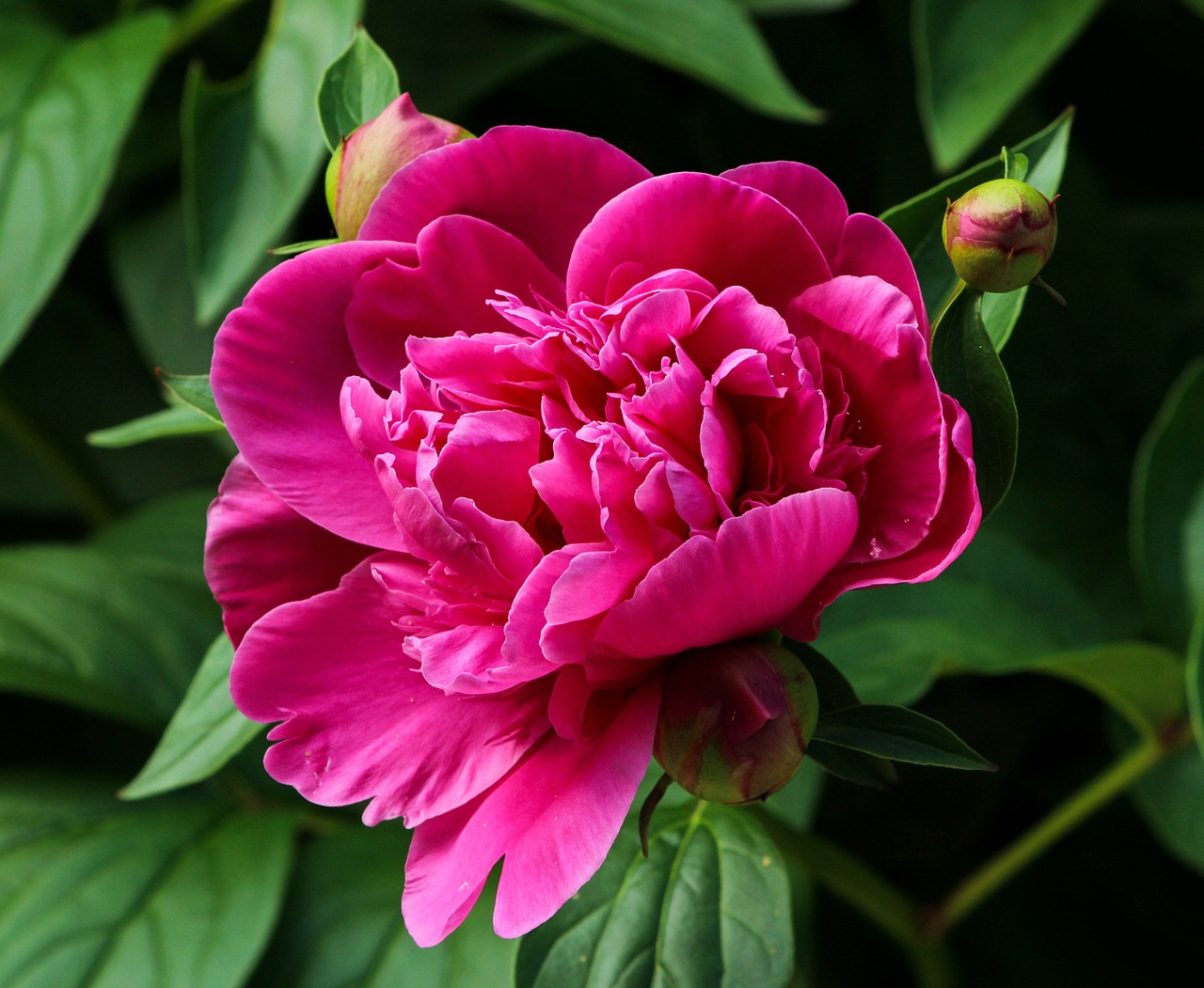 Image - pink peony blossom fuchsia paeonia