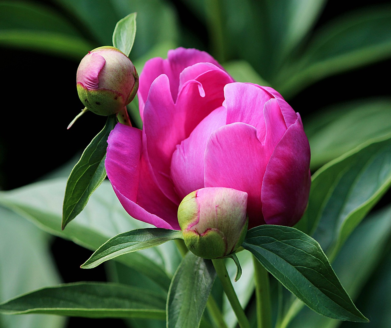 Image - peony bud flower bud pink fuchsia