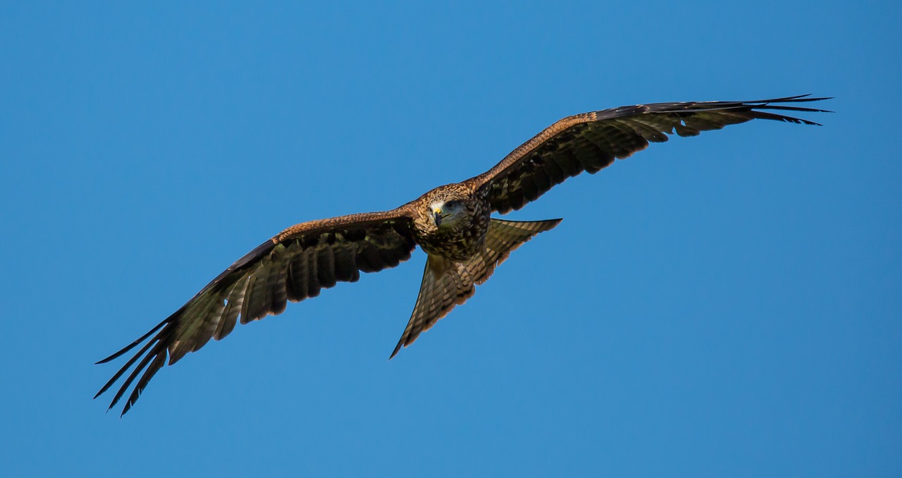 Image - kite black predator bird nature