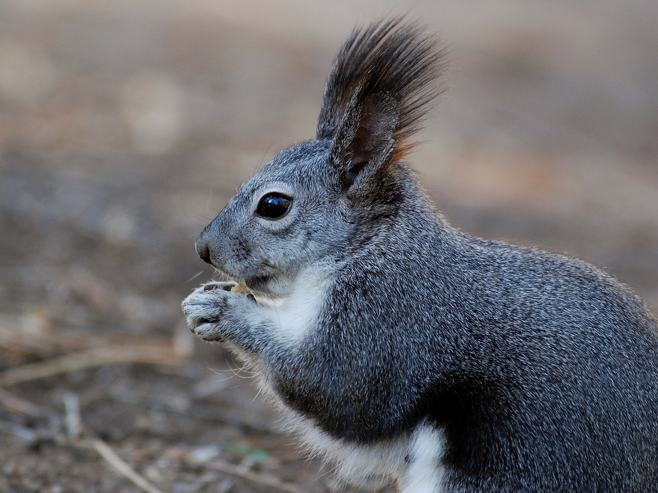 Image - squirrel animal close up macro