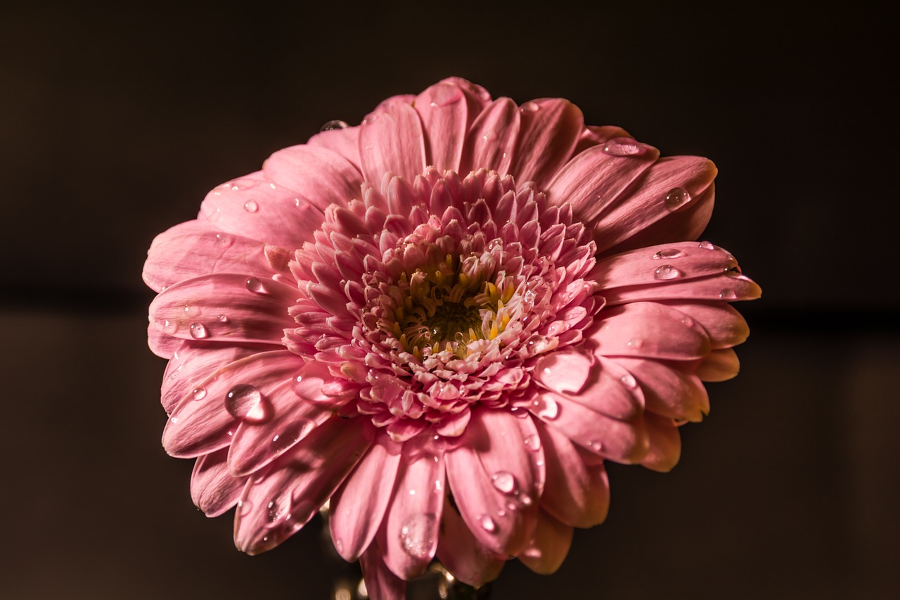 Image - flower pink water drops