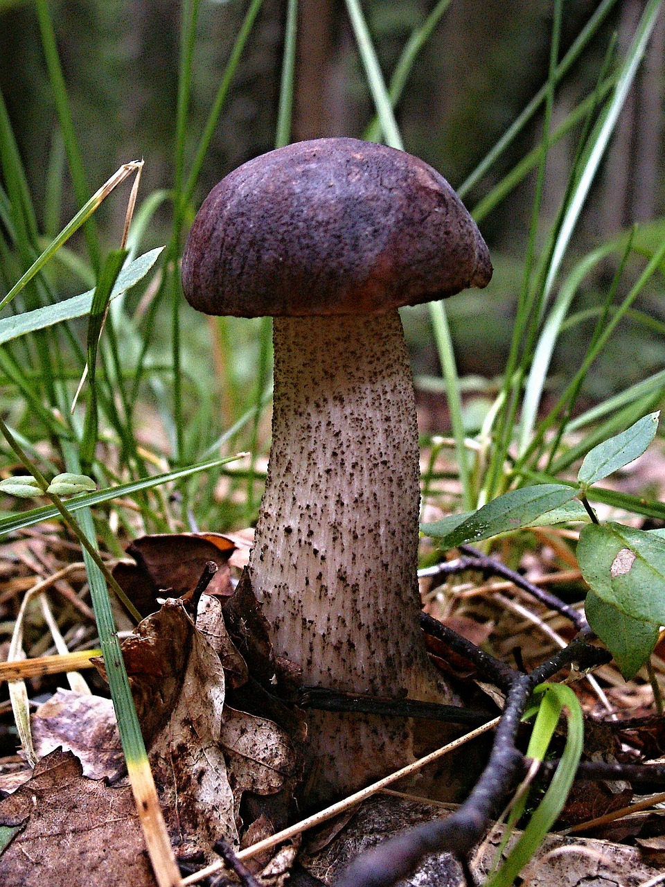 Image - křemenáč forest fungus mushrooms